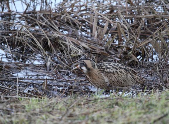 Vogel onderzoek Vogel onderzoek