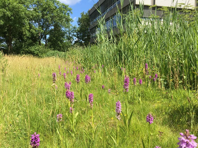 Biodiversiteit op de brouwerij, bij Heineken in Zoeterwoude